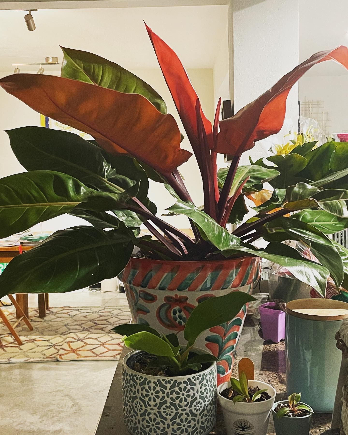 Large Philodendron plant in a patterned pot, with red and green leaves.