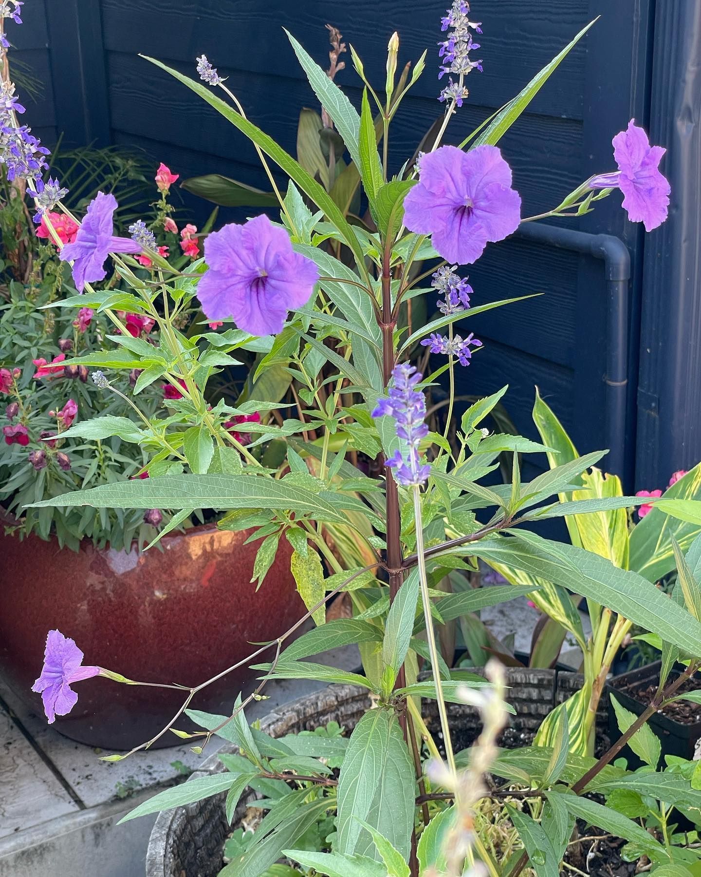 Purple flowers and foliage in a brown pot, with other plants in the background.