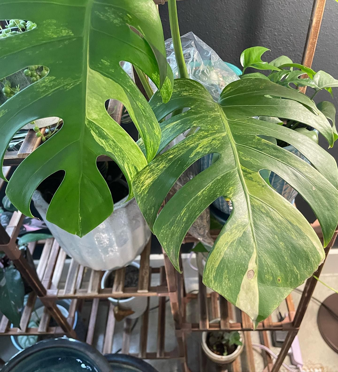 Variegated Monstera plant with split leaves in a white pot on a metal shelf.