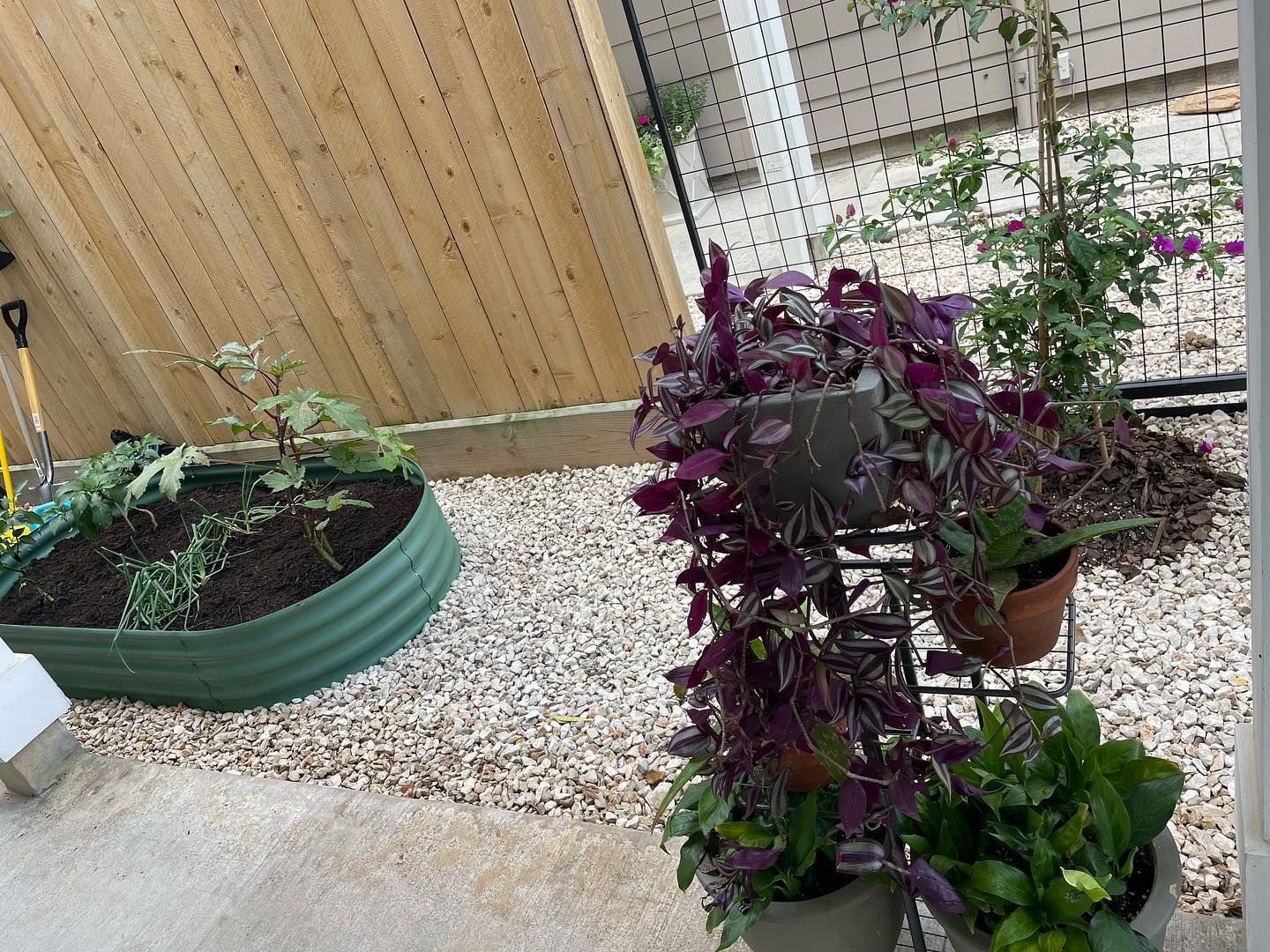 A small garden with raised beds and potted plants, featuring purple and green foliage, against a wooden fence.