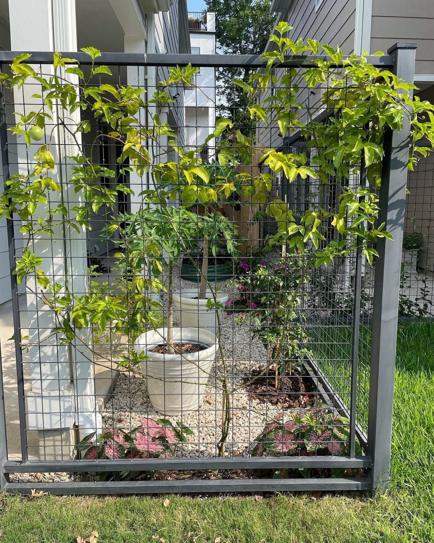 Green climbing plants on a black metal fence with various plants and pots inside the fenced area.