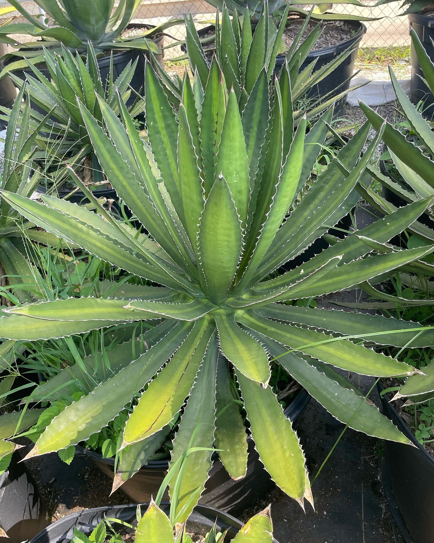 Green agave plant with spiky leaves and white edges in a black pot.