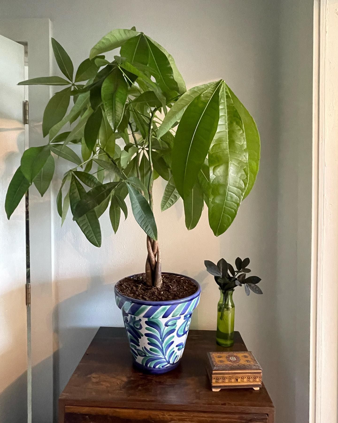 Money tree in a blue and white patterned pot on a wooden table. Small black-leaved plant in a vase next to it.
