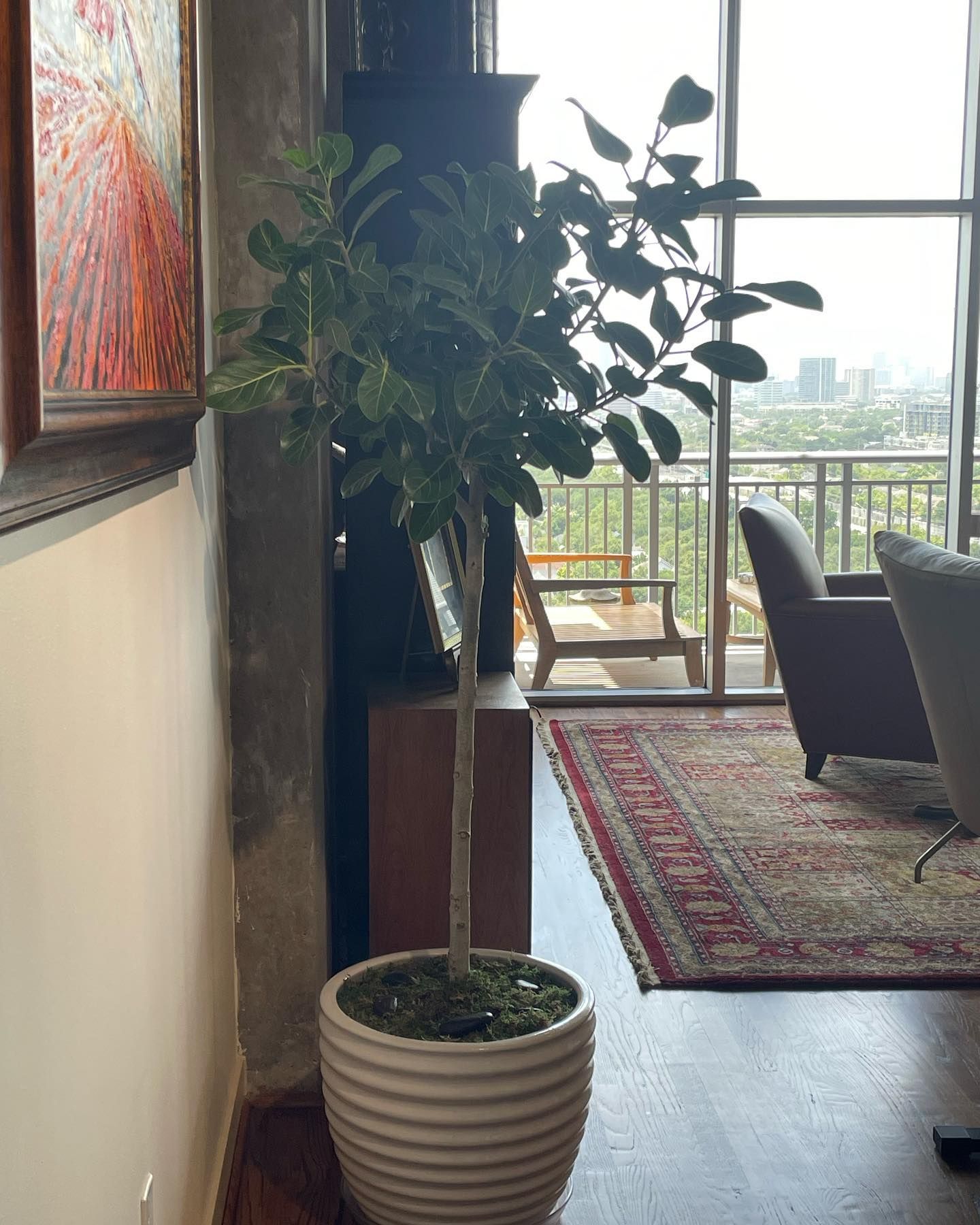 Ficus tree in a white planter, indoors with city view in the background.