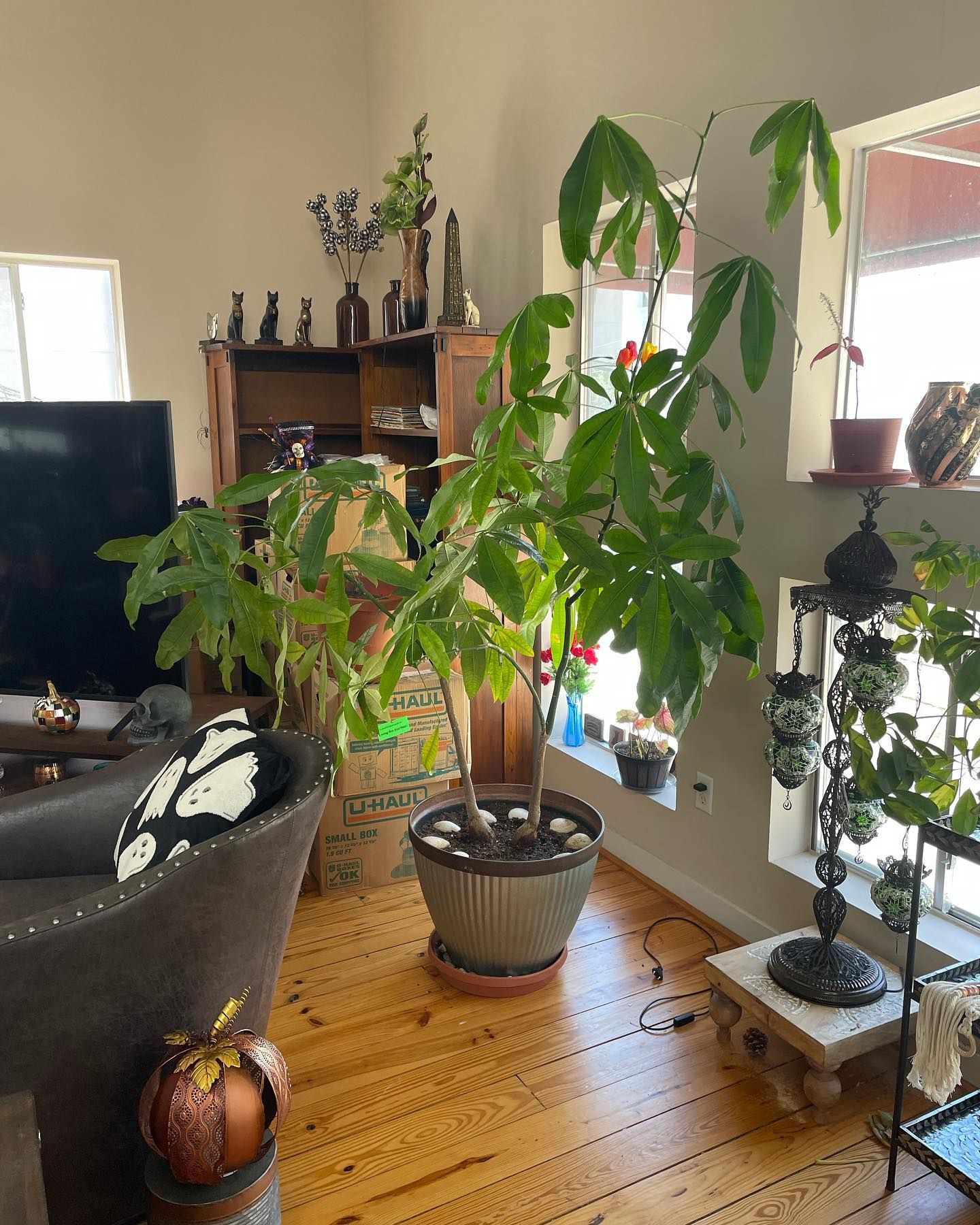 Large leafy plant in a metallic pot on wooden floor. Room with a window, chair, and a cabinet with decor.