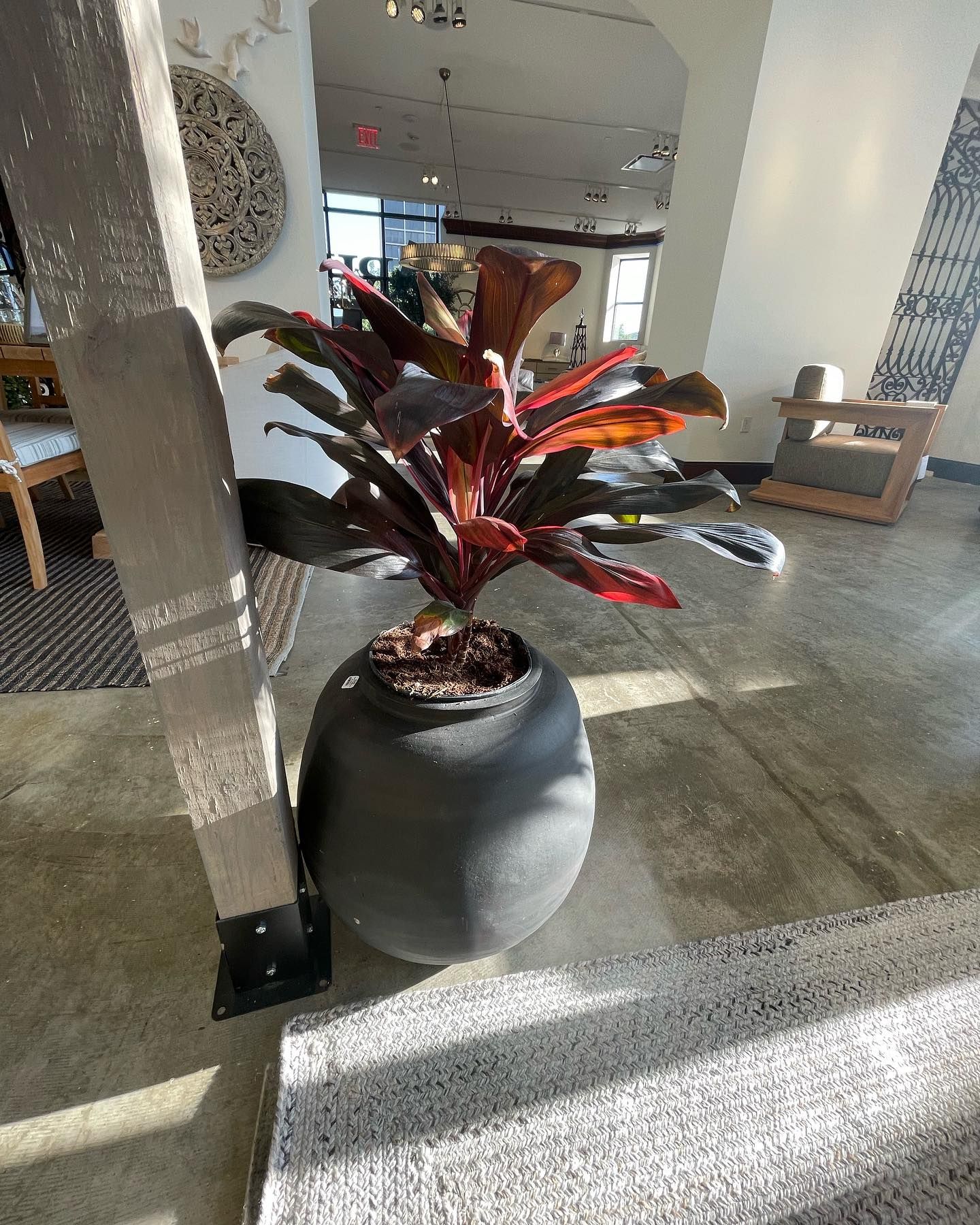 Red and green plant in a dark pot in an interior space.