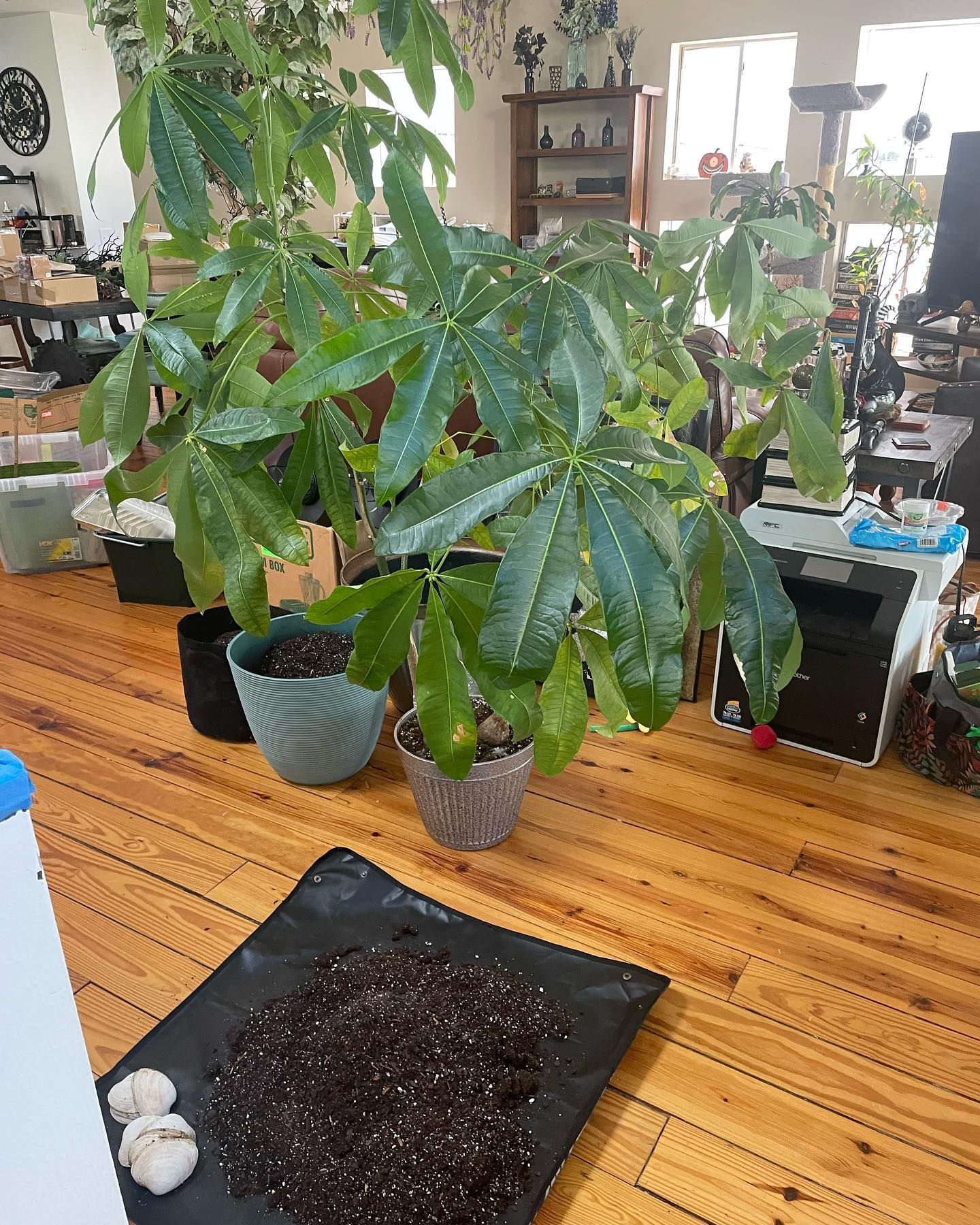Large potted plant on wood floor, with soil and garlic on a tray nearby. Other potted plants visible in background.