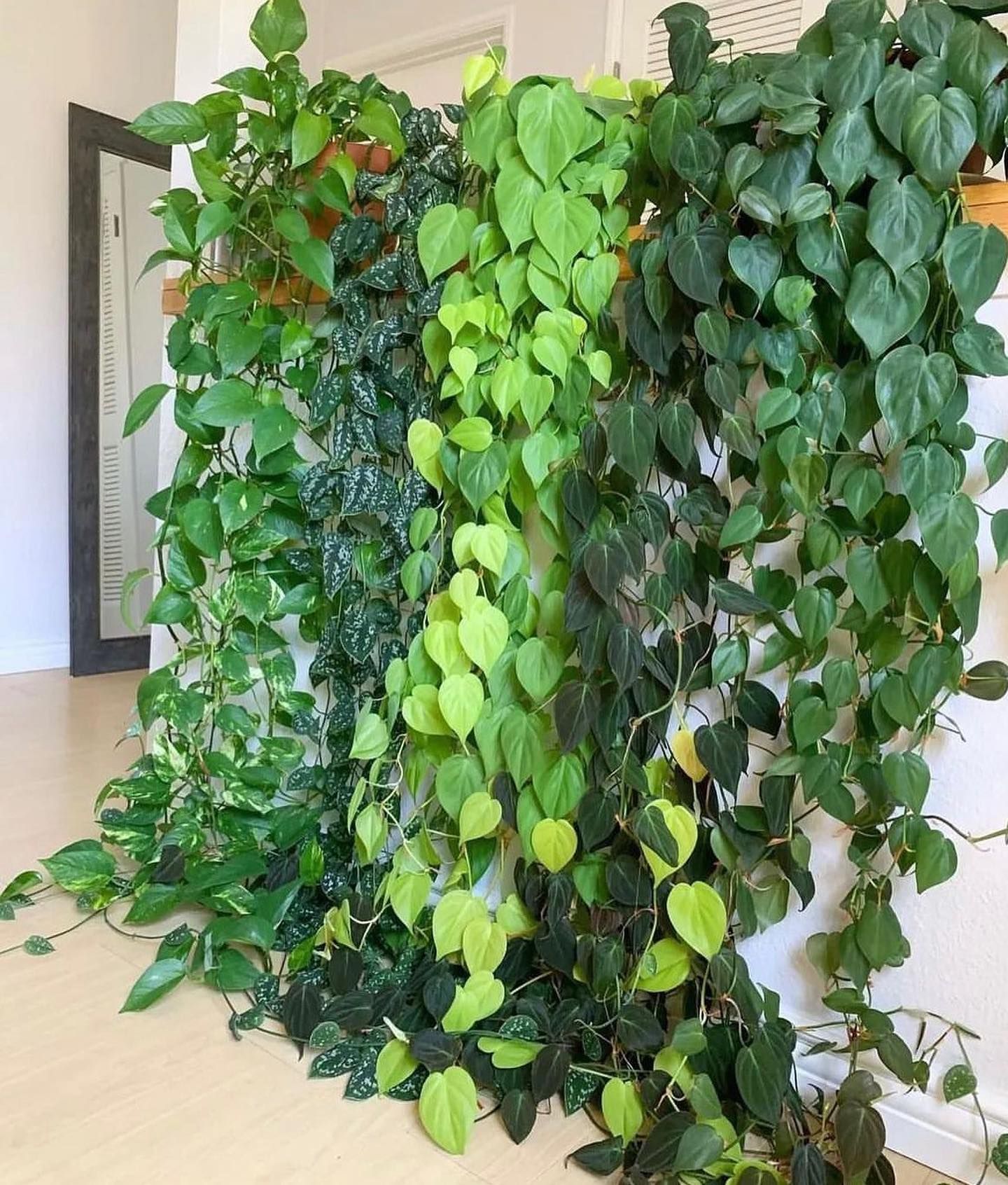 Vining houseplants on a wall, showcasing varying shades of green.