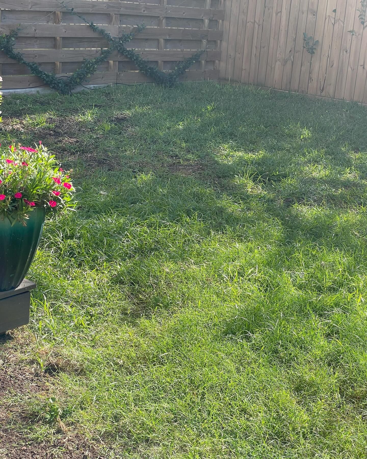 Green yard with patchy grass, green flower pot with pink flowers, wooden fence.