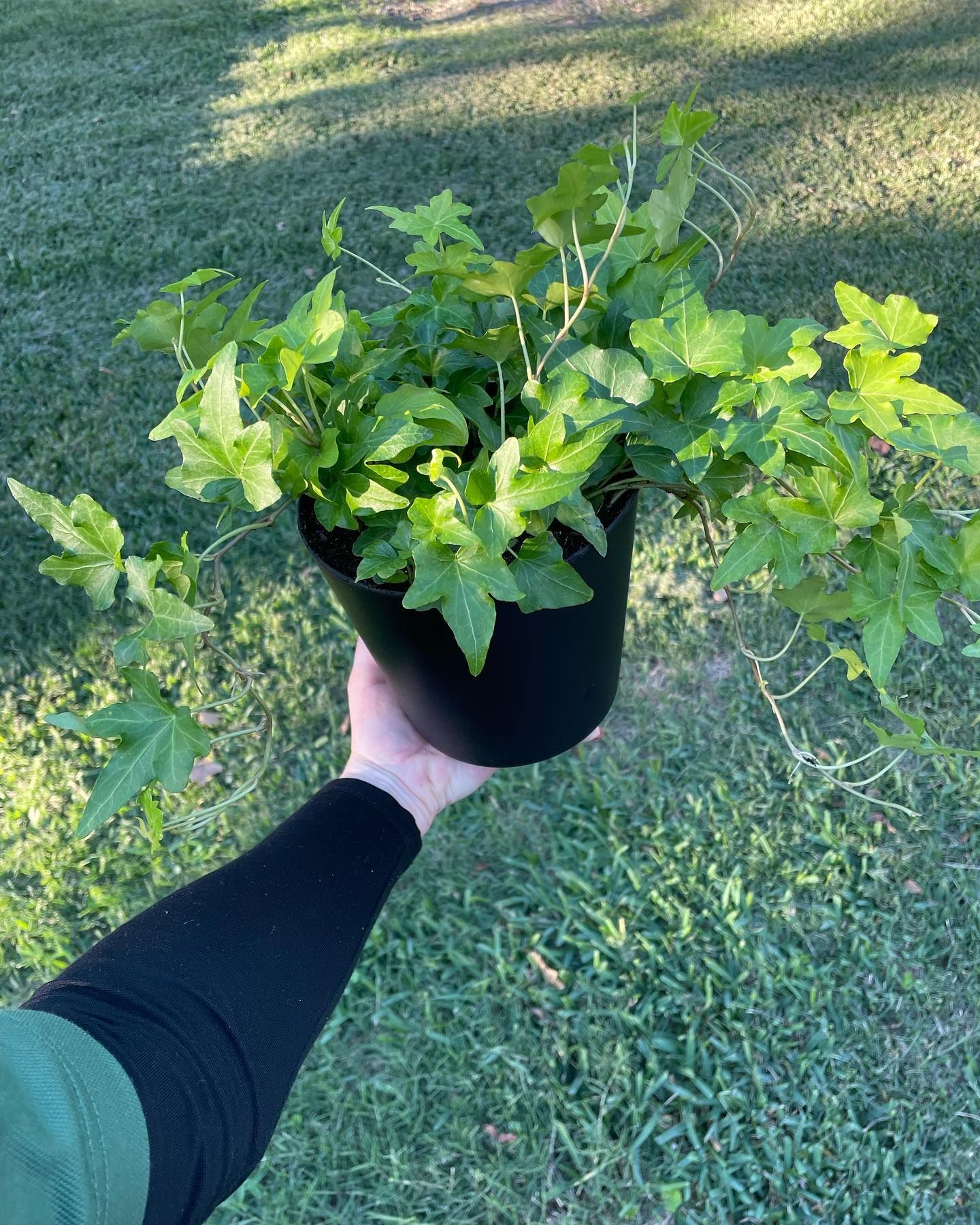 A hand holding a potted plant with green, lobed leaves against a grassy background.