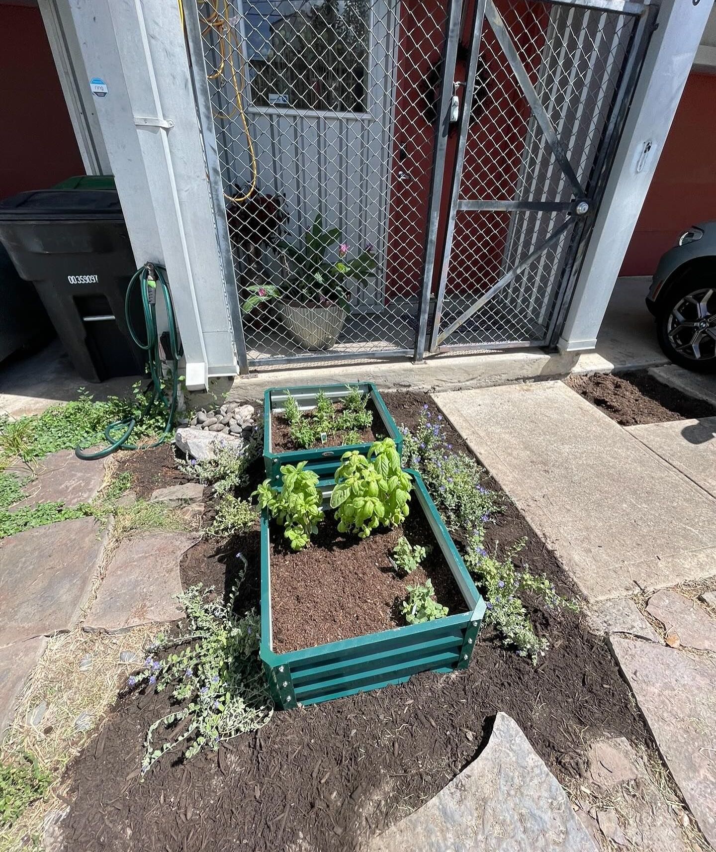 Raised green garden bed with basil and other plants, set on stone pavers near a building.