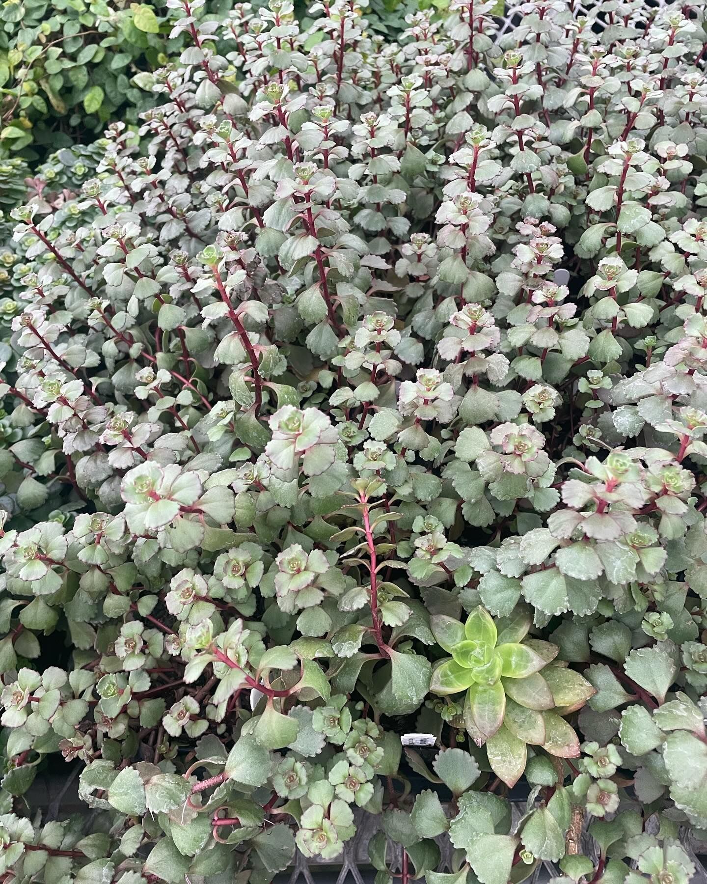 Dense ground cover of silvery-green plants with reddish stems and small, round leaves.