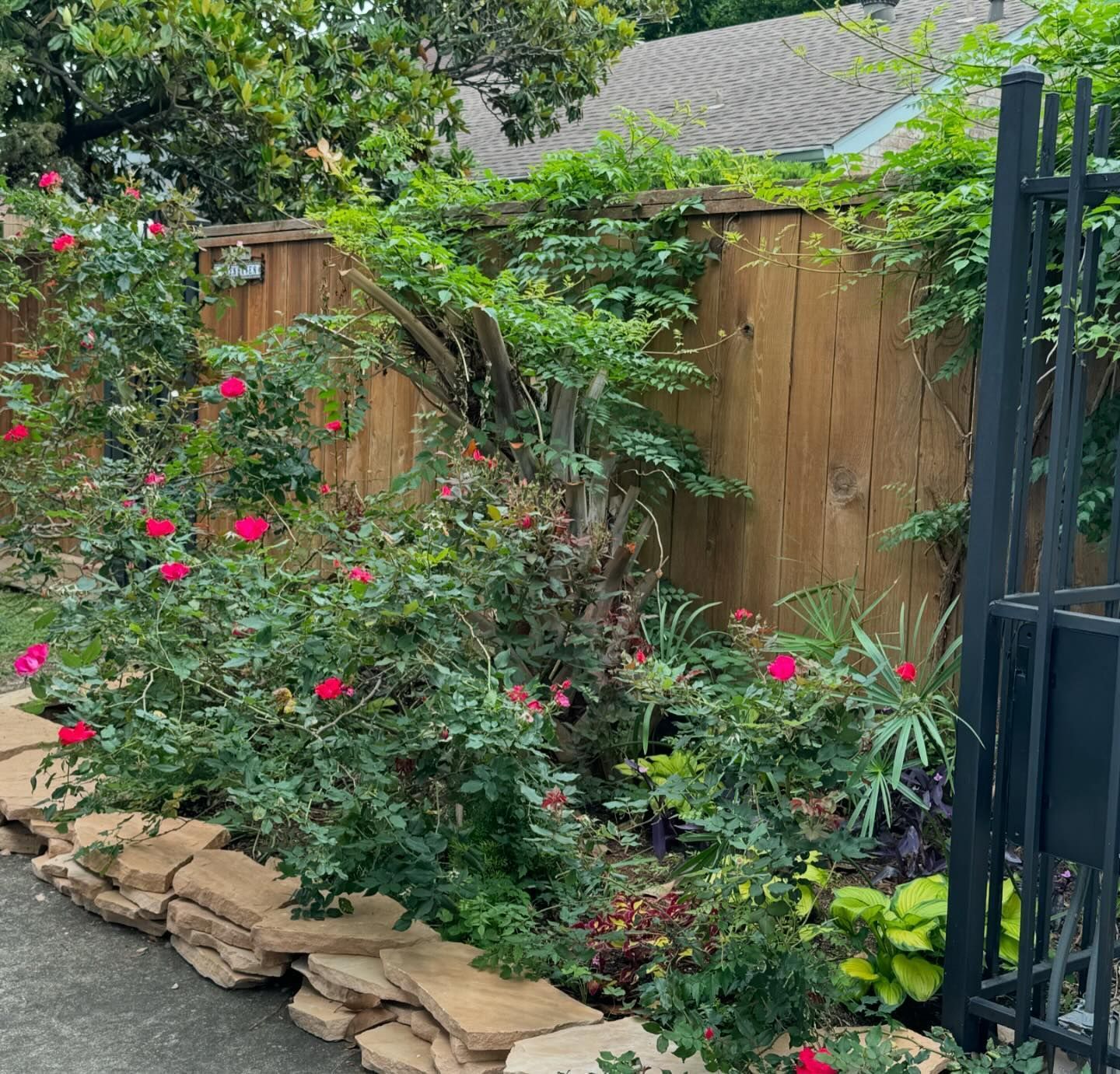 Red roses and green foliage grow along a wooden fence and stone border.