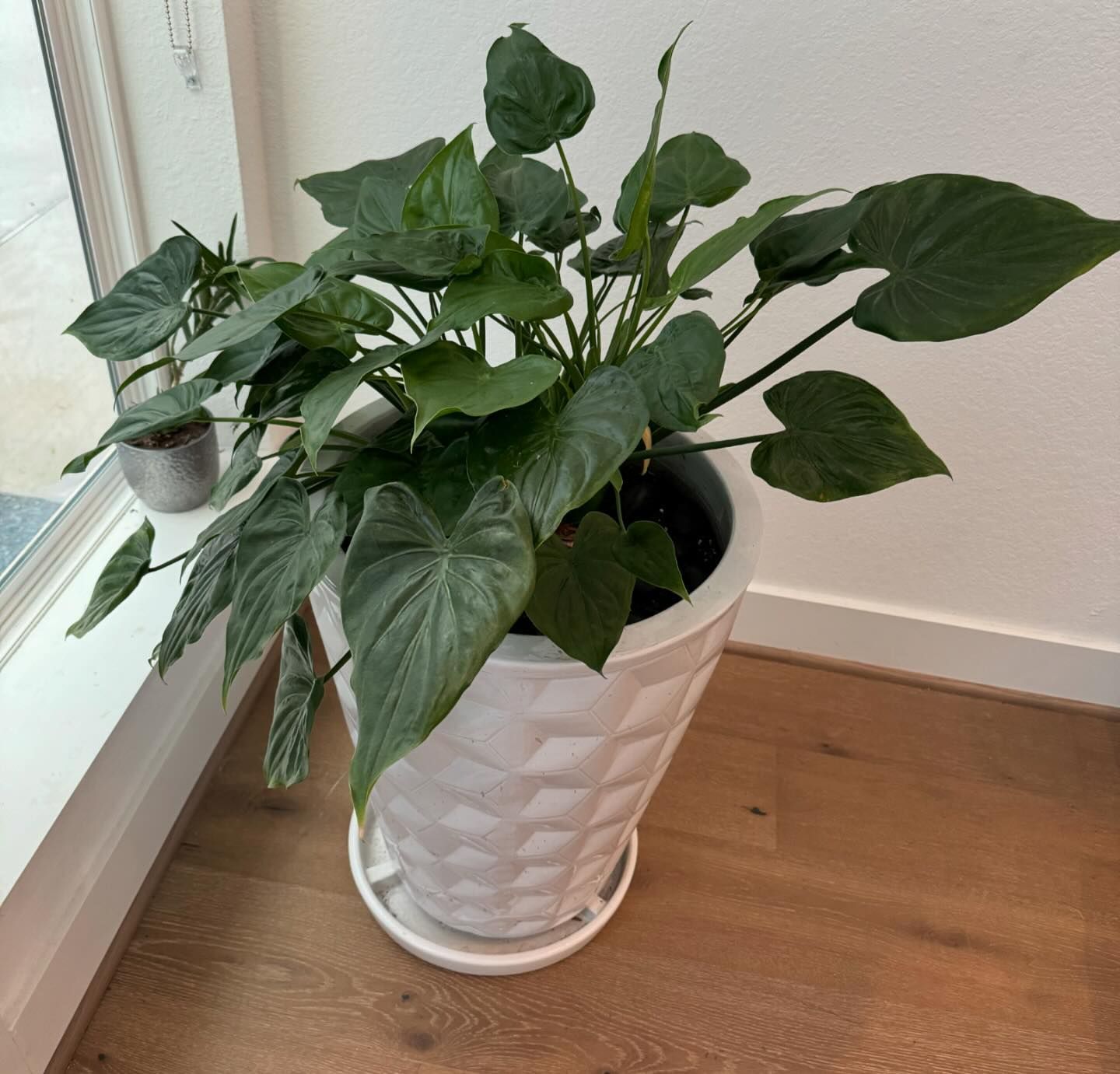 Large, leafy green plant in a white geometric pot by a window, on a wooden floor.