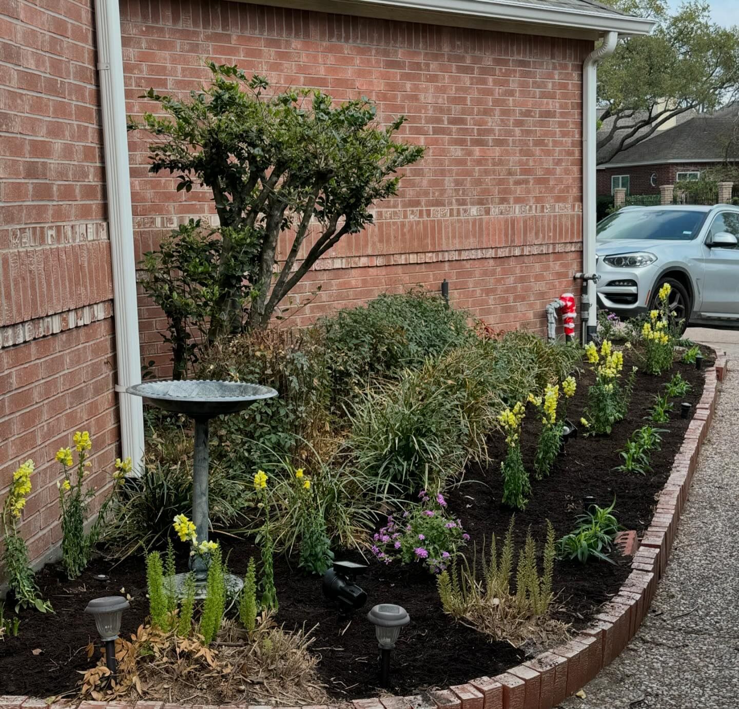 Garden bed with brick edging, birdbath, shrubs, yellow flowers, and a brick building, and a car.