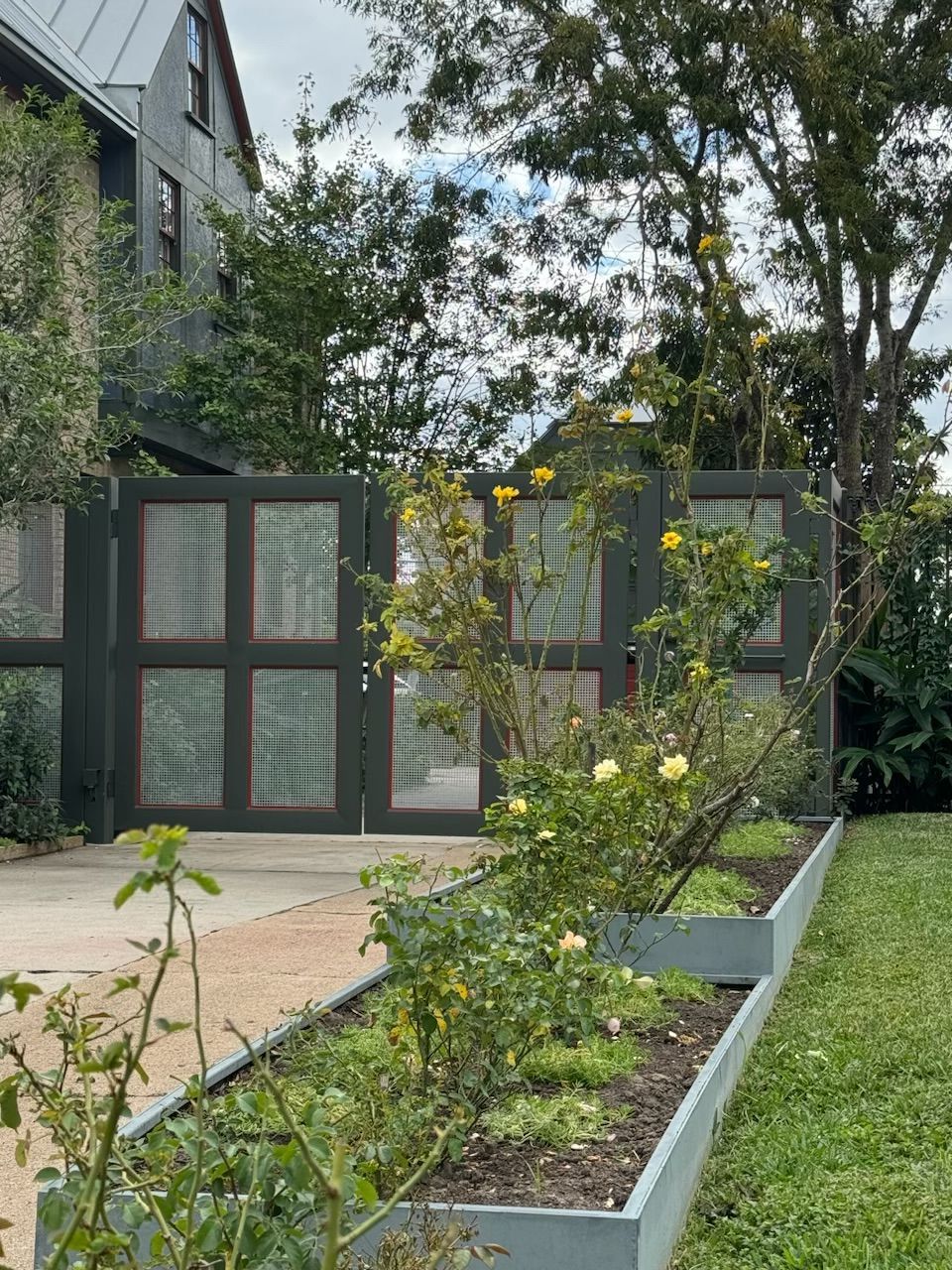 Gray gate with glass panels, yellow rose bushes, raised flower bed, green lawn, and a gray house.