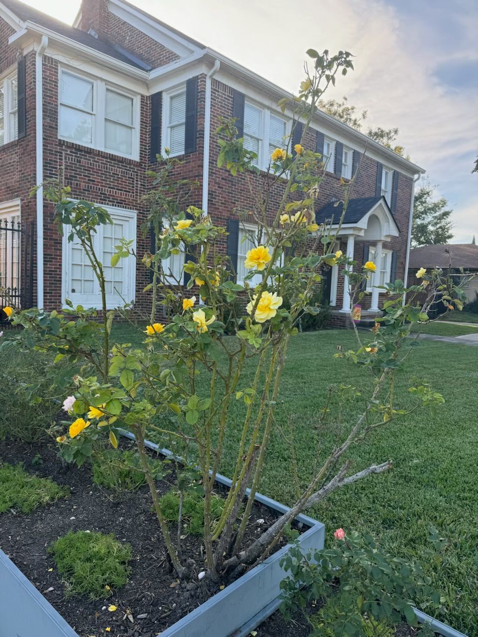 Yellow roses blooming in a garden bed in front of a brick house with white trim and black shutters.