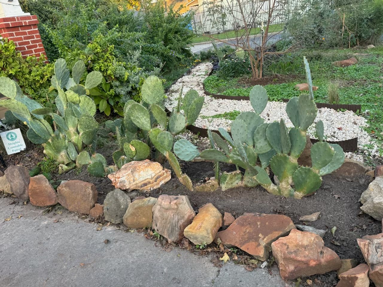 Cactus plants in a garden bed with rocks as a border, near a pathway with gravel.