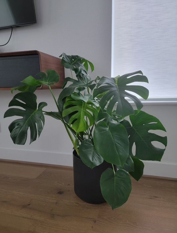 Monstera deliciosa plant in a black pot on a wooden floor near a white wall and a window.