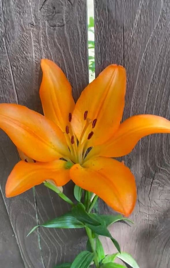 Orange lily flower against a gray wooden fence.