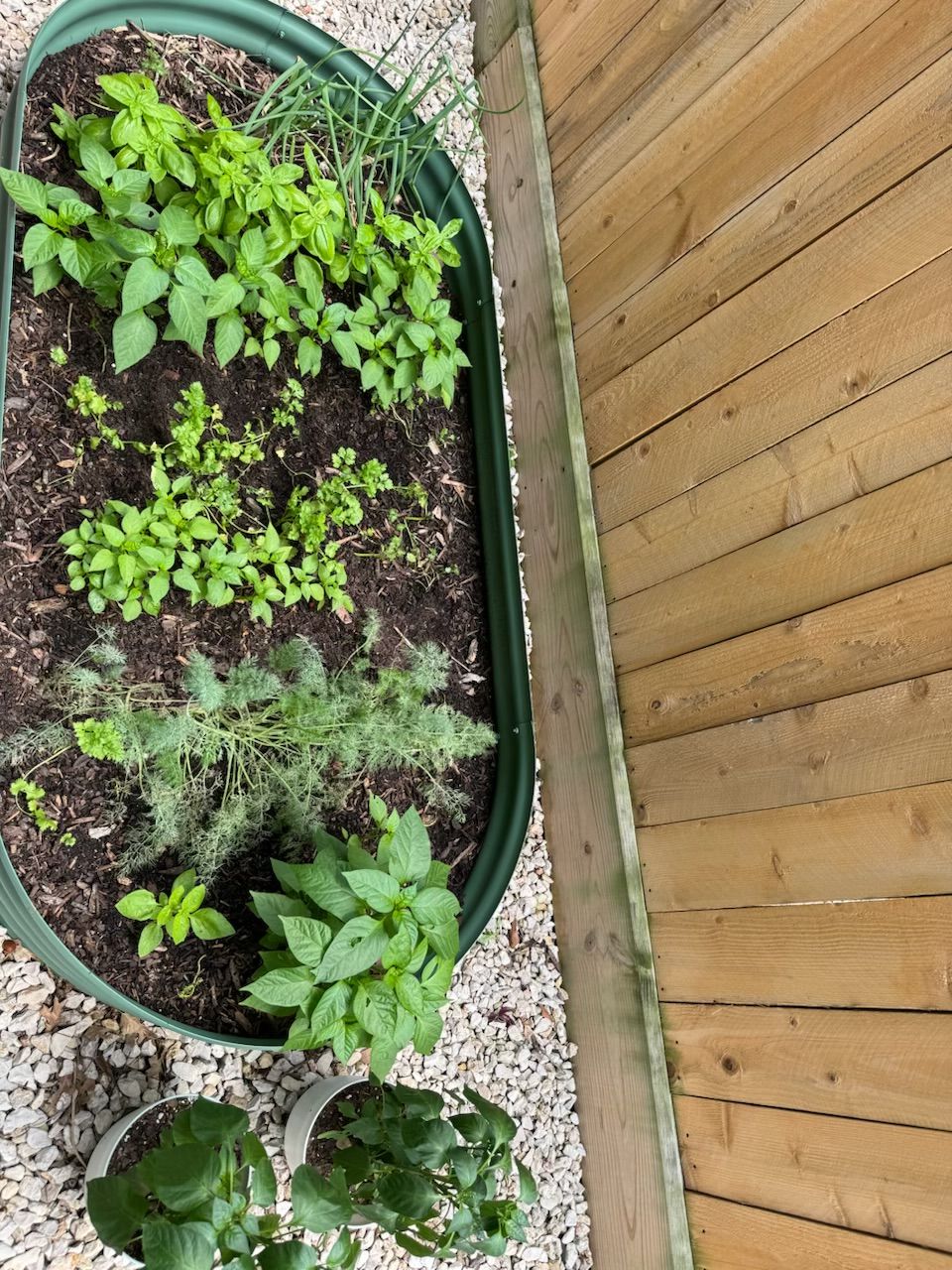 Raised garden bed with herbs; next to a wooden fence.