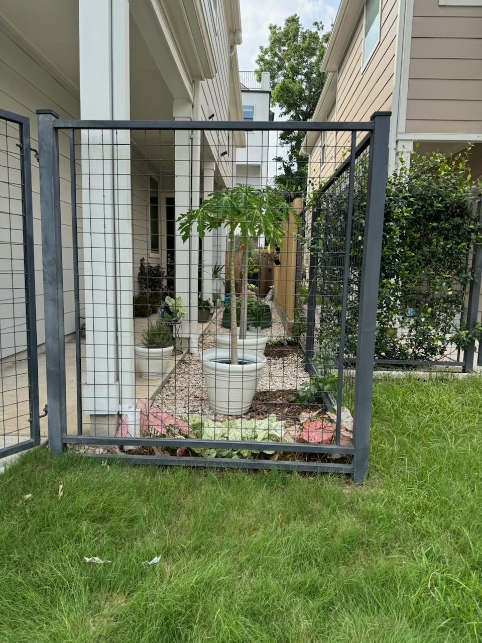 Metal fence encloses a small garden with trees in white pots and colorful rock bed. Green lawn in foreground.