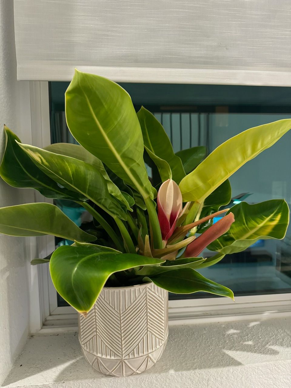 Potted philodendron with large green and yellow leaves, resting on a windowsill.
