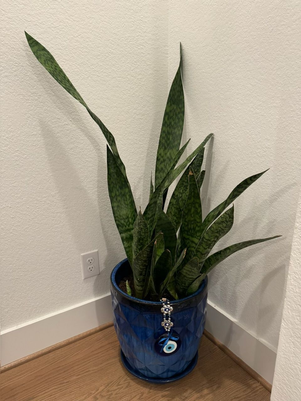 Snake plant in a blue patterned pot, sitting in a corner on a wood floor, with an evil eye charm.