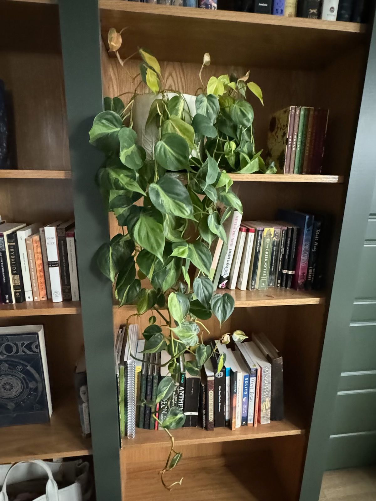 A philodendron plant with green and yellow leaves cascades down a bookshelf filled with books.
