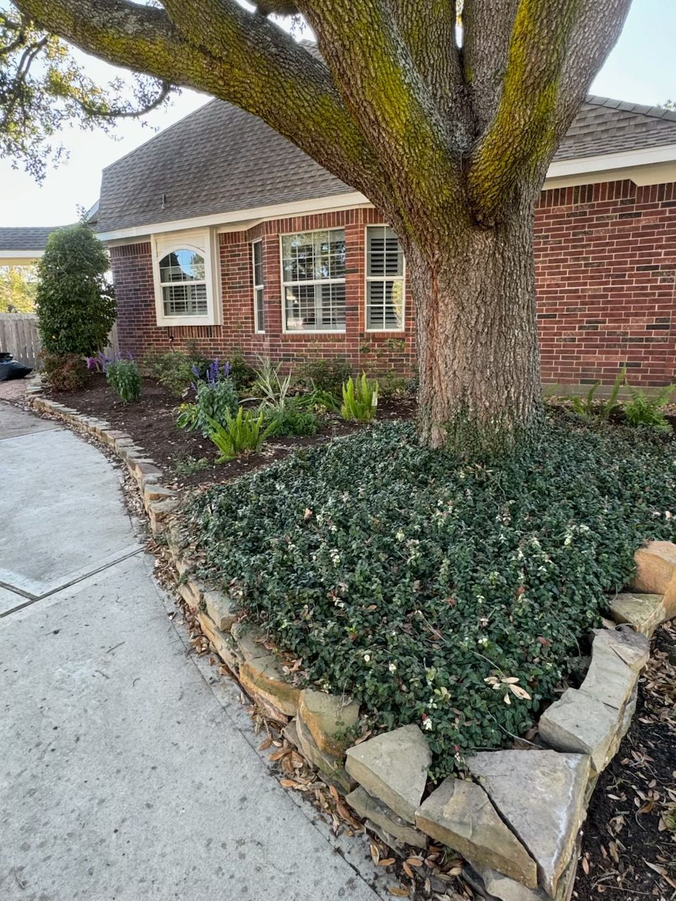 Brick house with landscaping; tree trunk in a bed of green ground cover, stone edging.