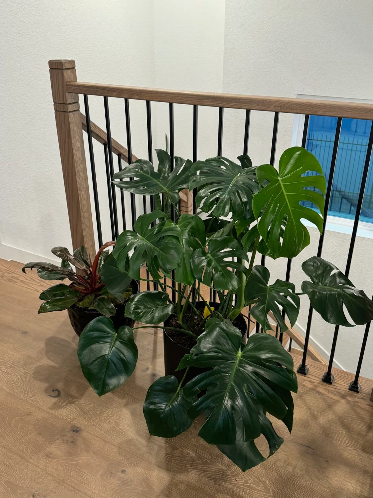 Monstera plant with large split leaves in a black pot on a wooden floor near a railing.