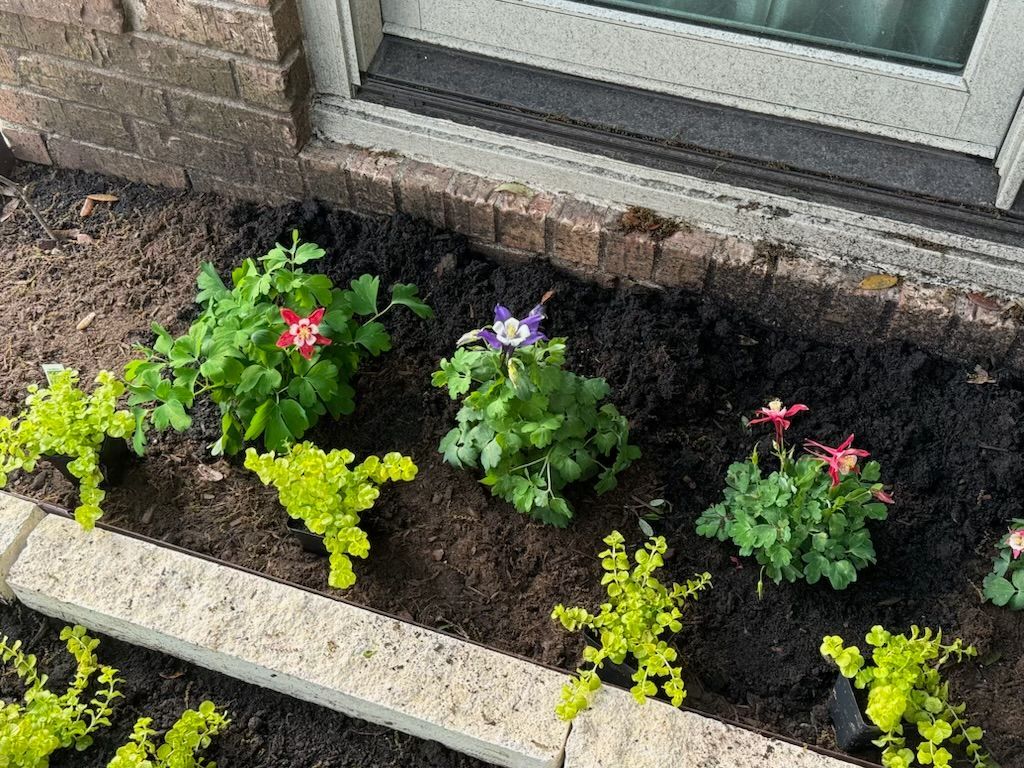 Flower bed with three columbine plants with purple, red, and pink flowers and green foliage. Lined with light-colored bricks.