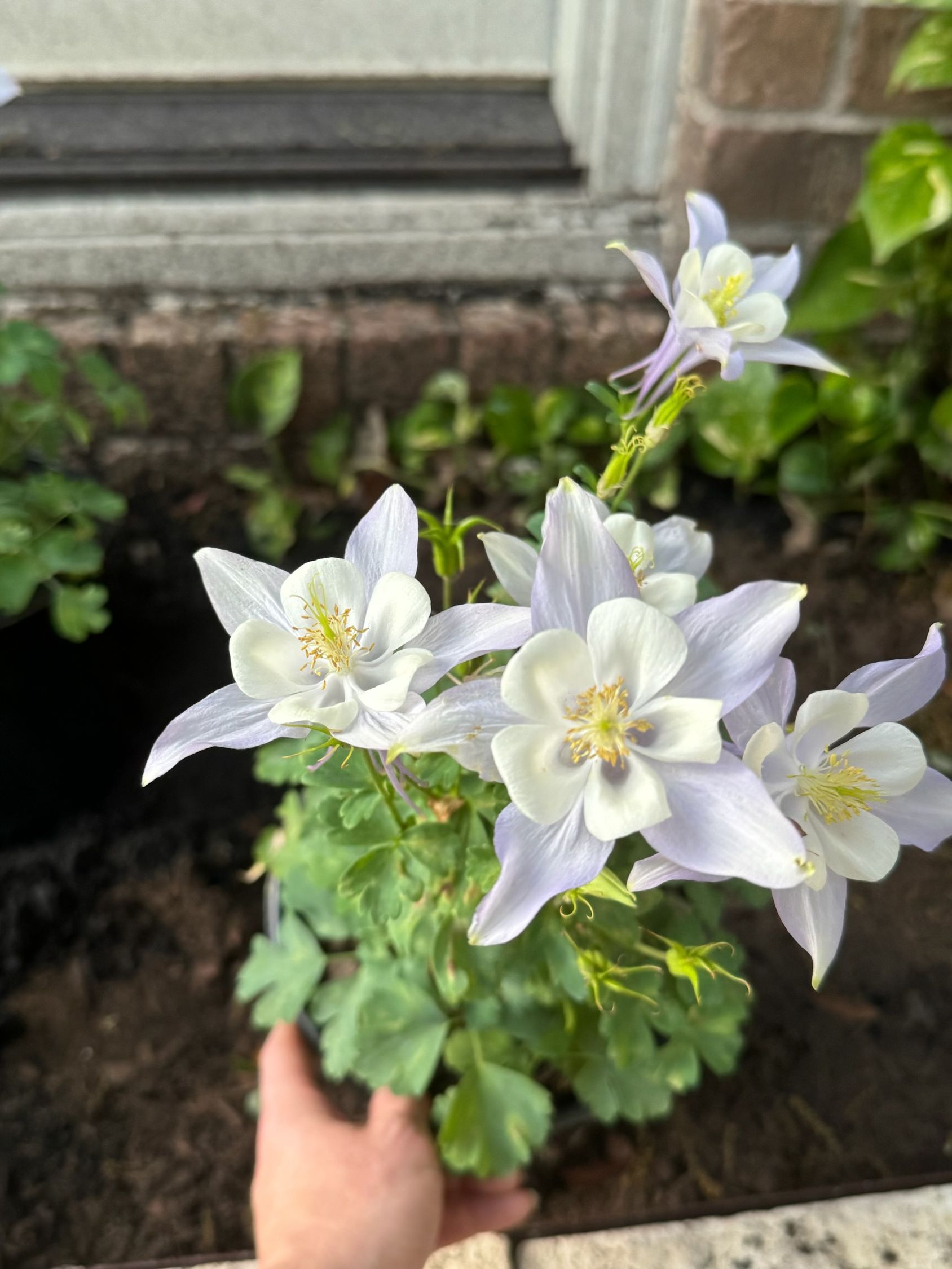 A hand holding a potted columbine plant with delicate, light-blue and white flowers.