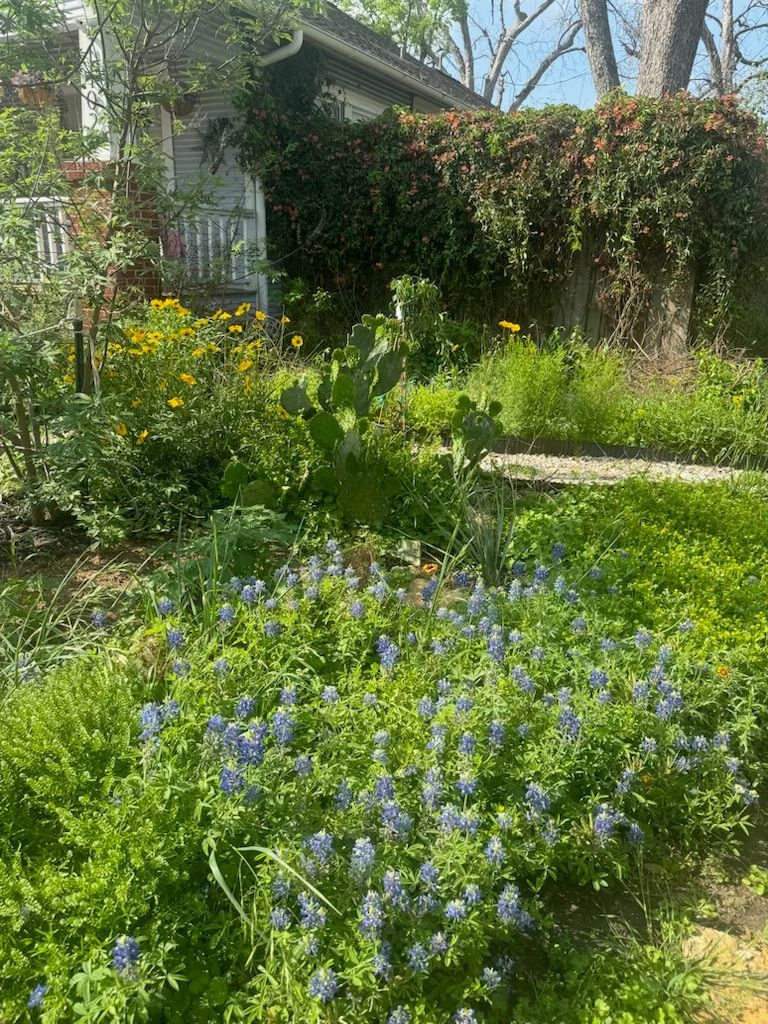 A lush, green garden with bluebonnets, yellow flowers, and a cactus in front of a house covered in vines.