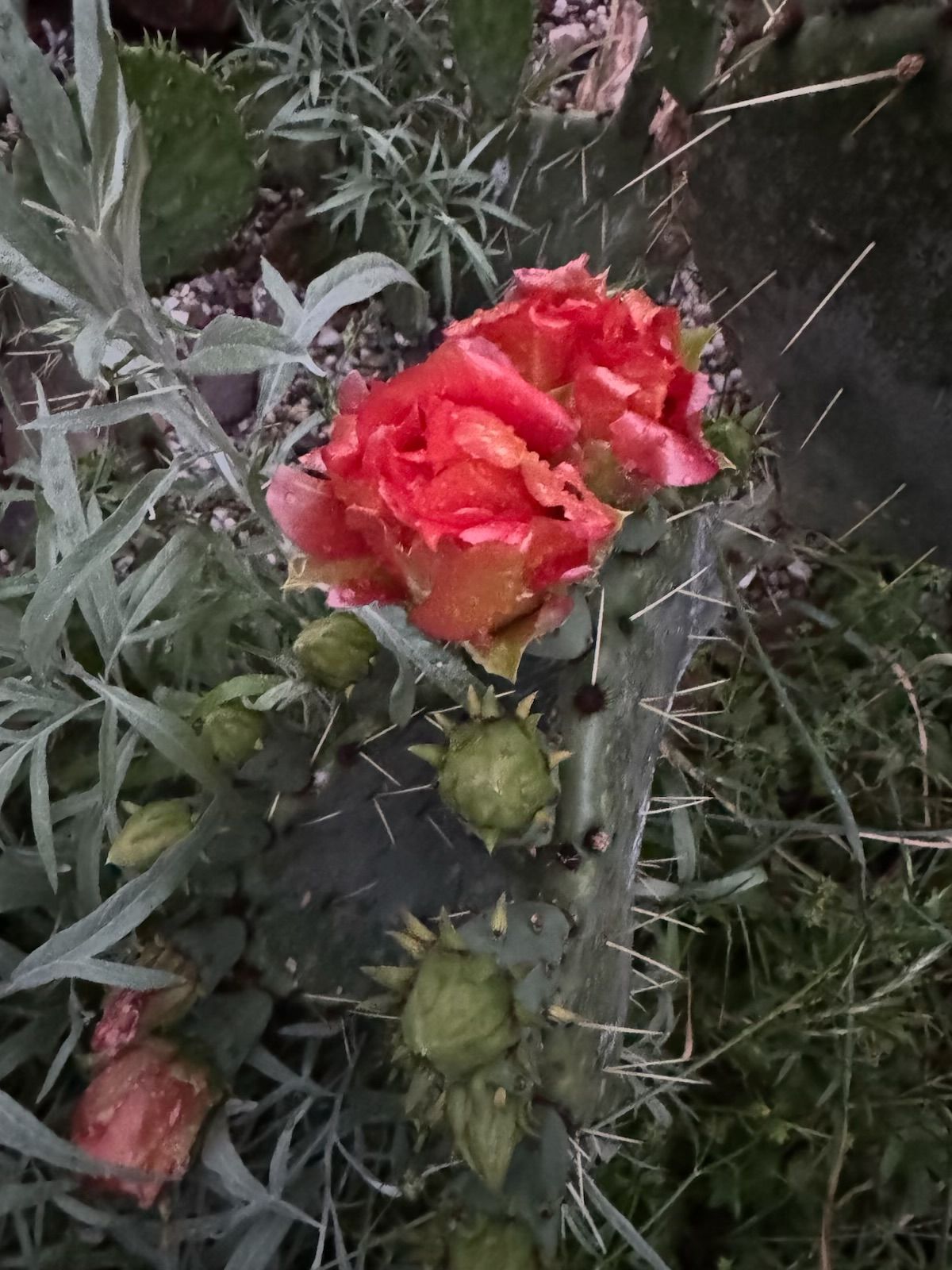 Bright red cactus flower blooming on a prickly plant with green buds.