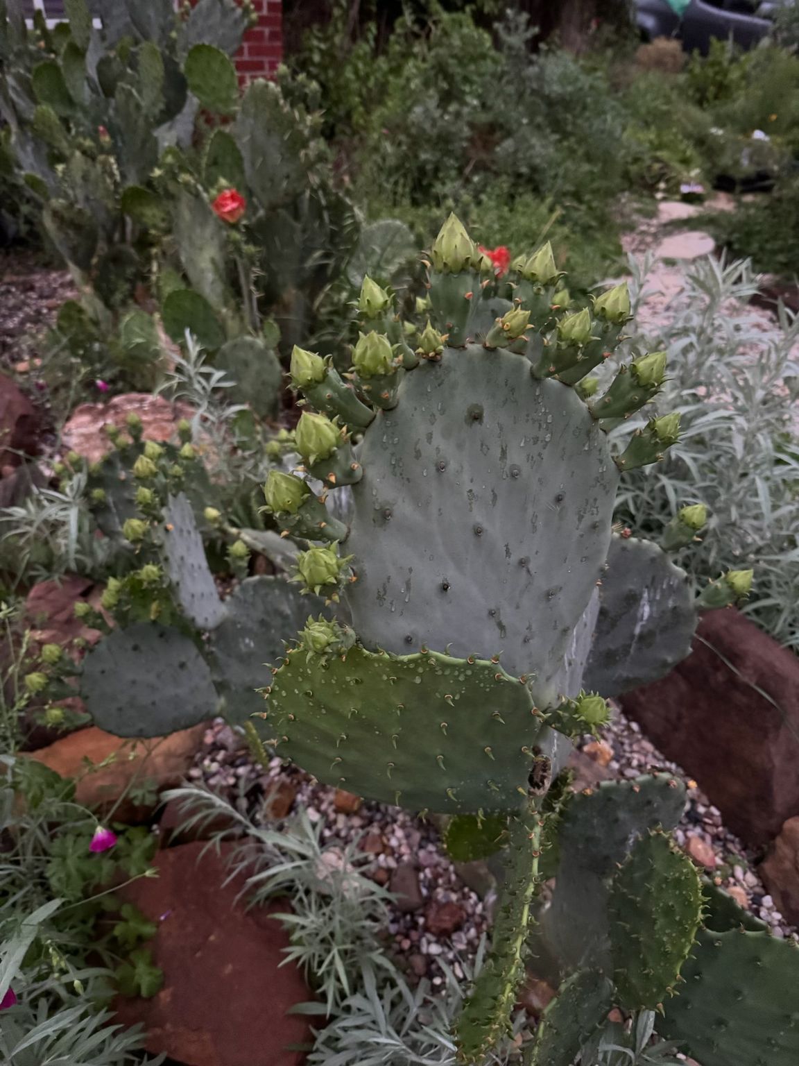 Cactus with green pads, red flowers, and many buds, growing in a garden bed with rocks.