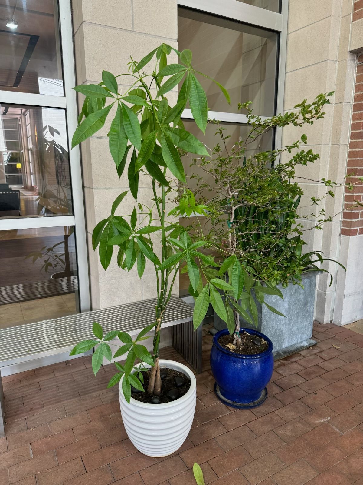 Two potted plants on a brick patio. One is tall, green, and leafy in a white pot, the other is in a blue pot.