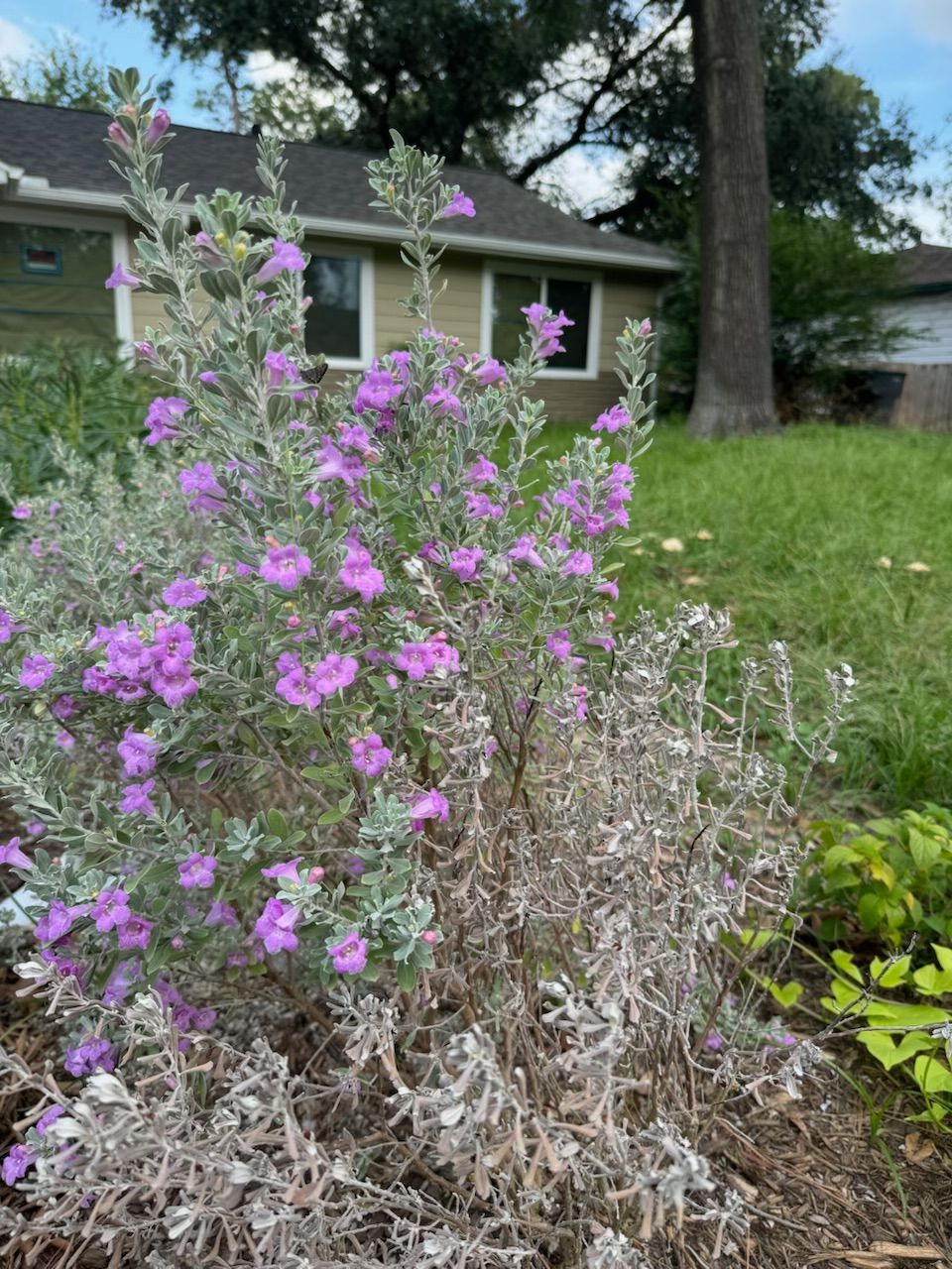 Purple-flowered plant with silvery foliage in front of a house.