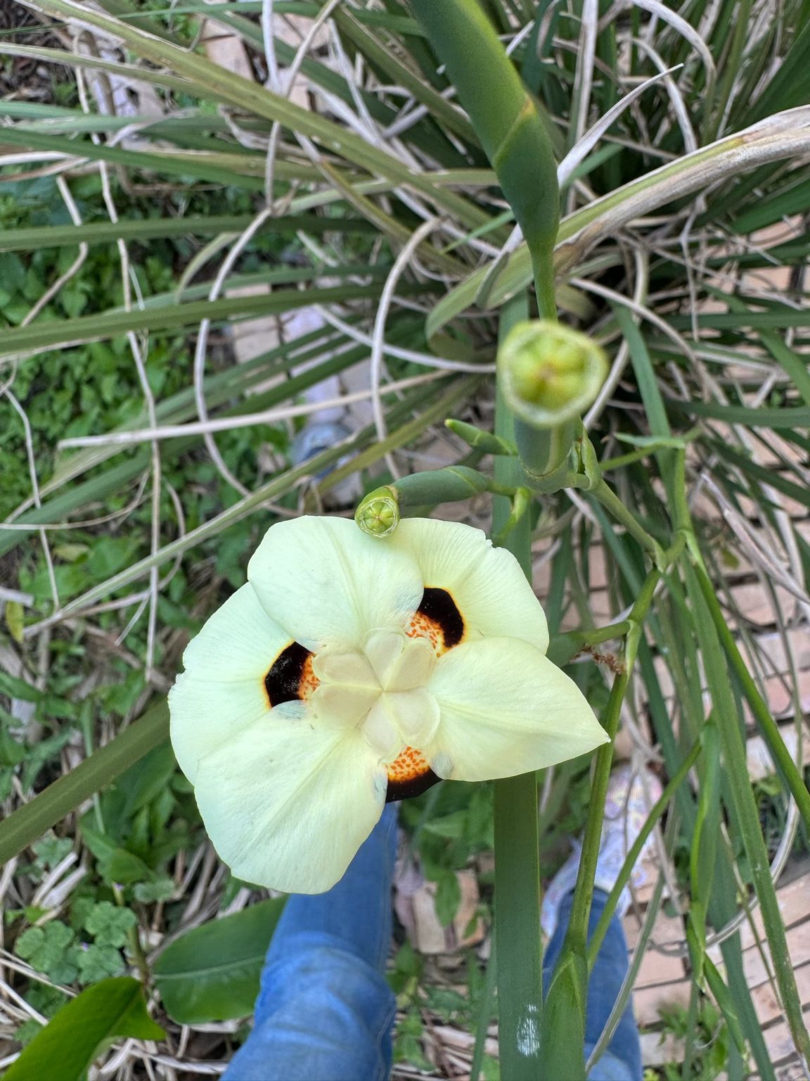 Pale yellow iris flower with dark markings, tall green stem, and blue boots in background.