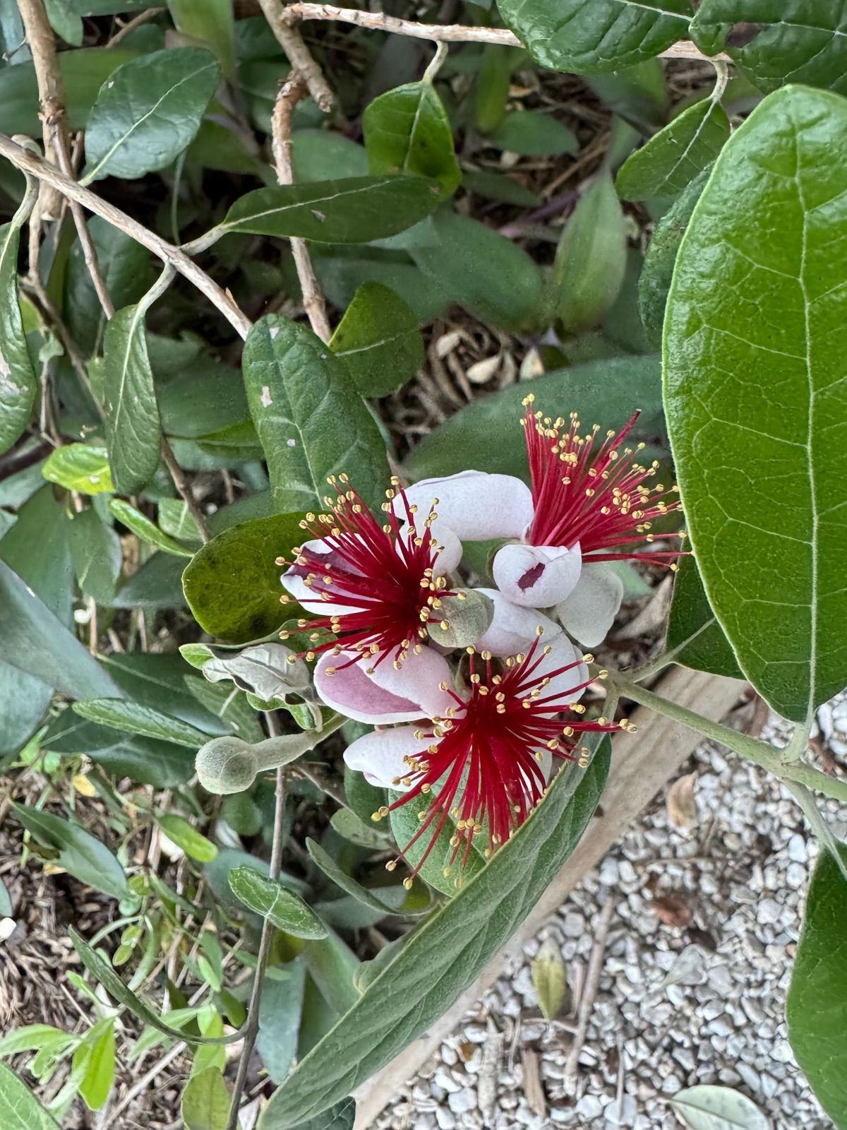 White and red feijoa flowers with green leaves and a twig in a natural setting.
