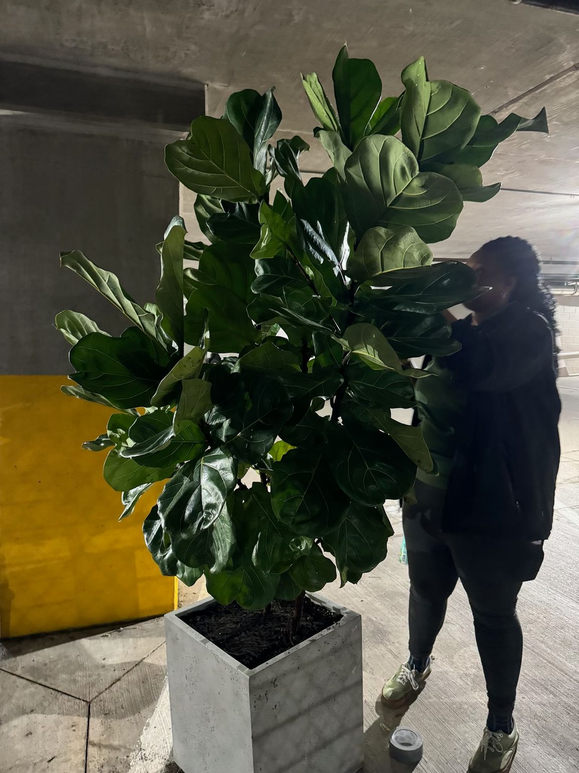 Woman standing next to a large fiddle leaf fig tree in a concrete pot, in a parking garage.