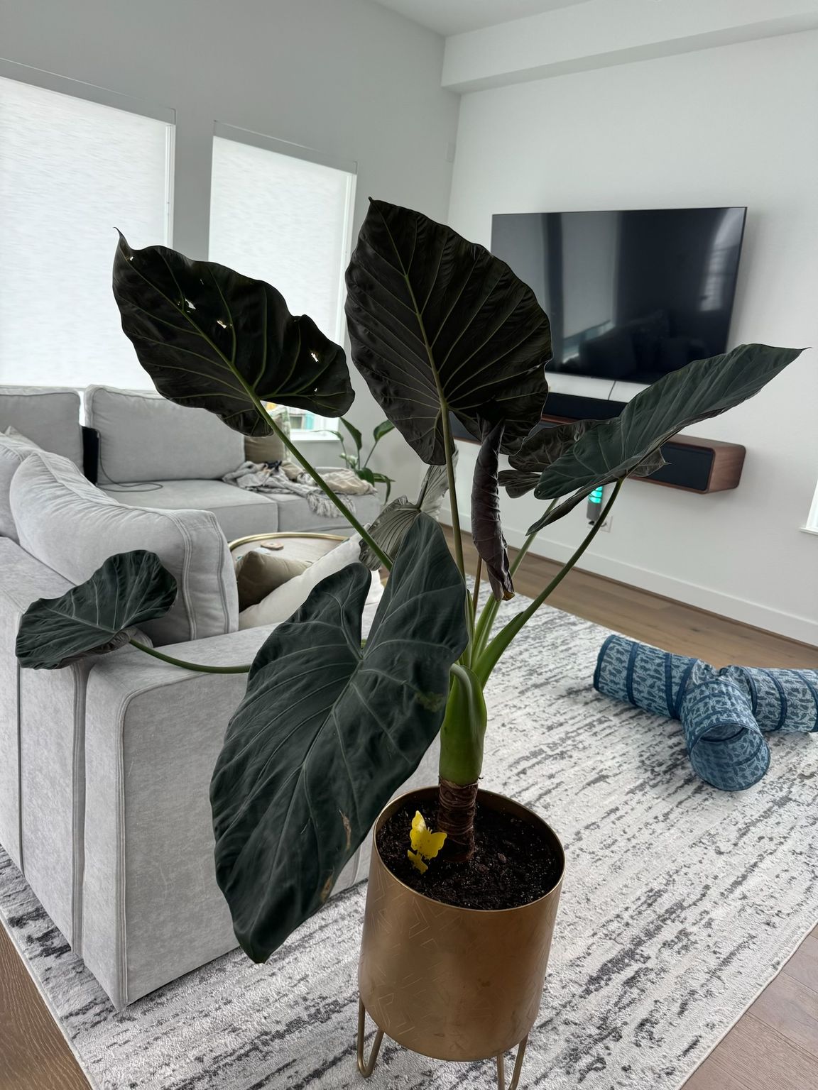 Large dark green Alocasia plant in a gold pot, set in a living room with a couch, rug, and TV.
