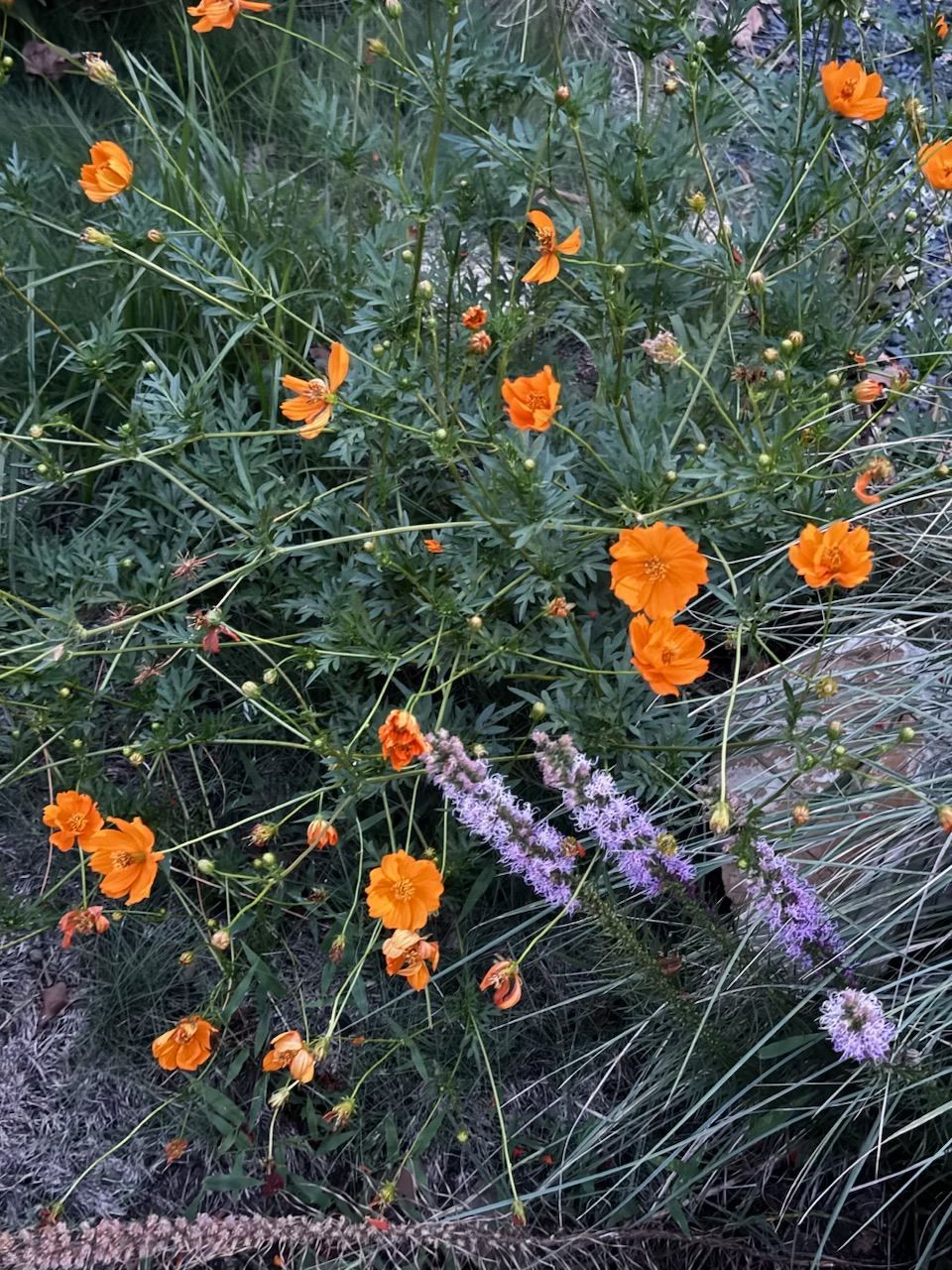 Bush of orange cosmos flowers with delicate green foliage. Purple flowers and grasses are in front.