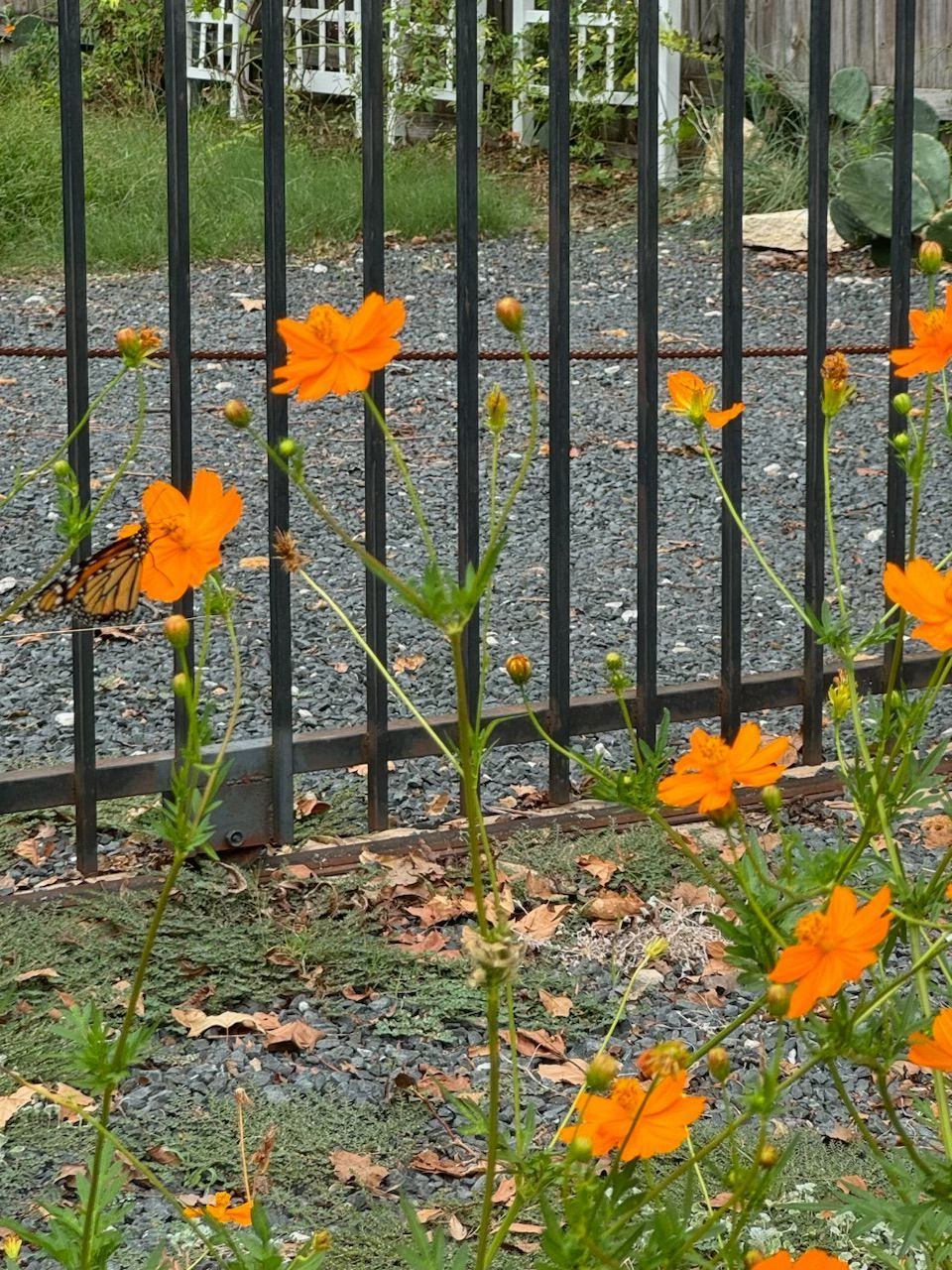 Monarch butterfly on orange cosmos flowers by a black fence.