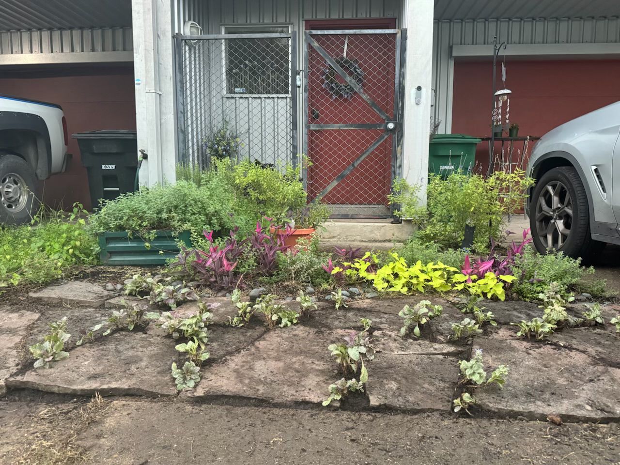 Flower garden with plants, red door, and parked cars.