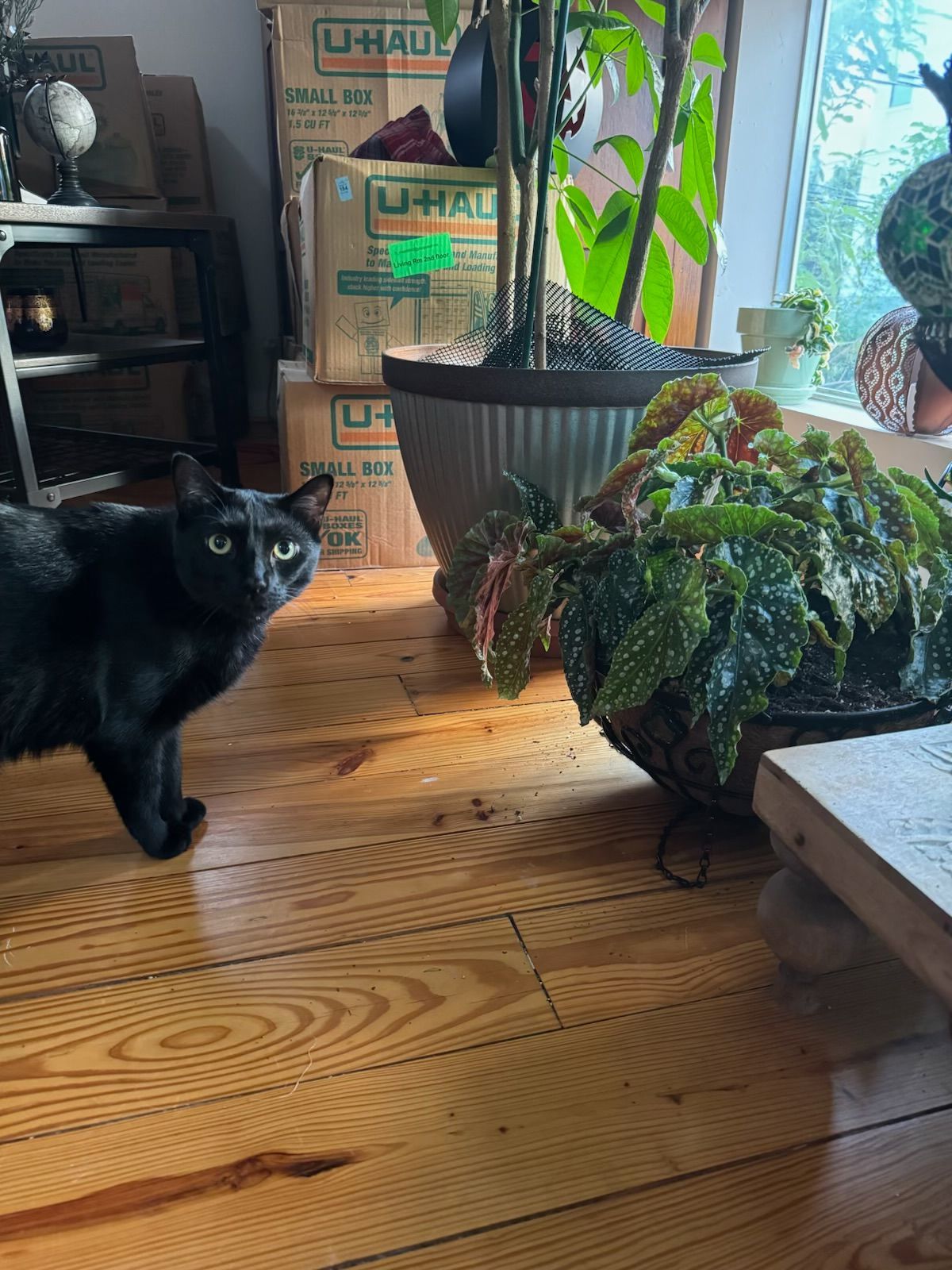 Black cat walks on wooden floor near potted plants and moving boxes.