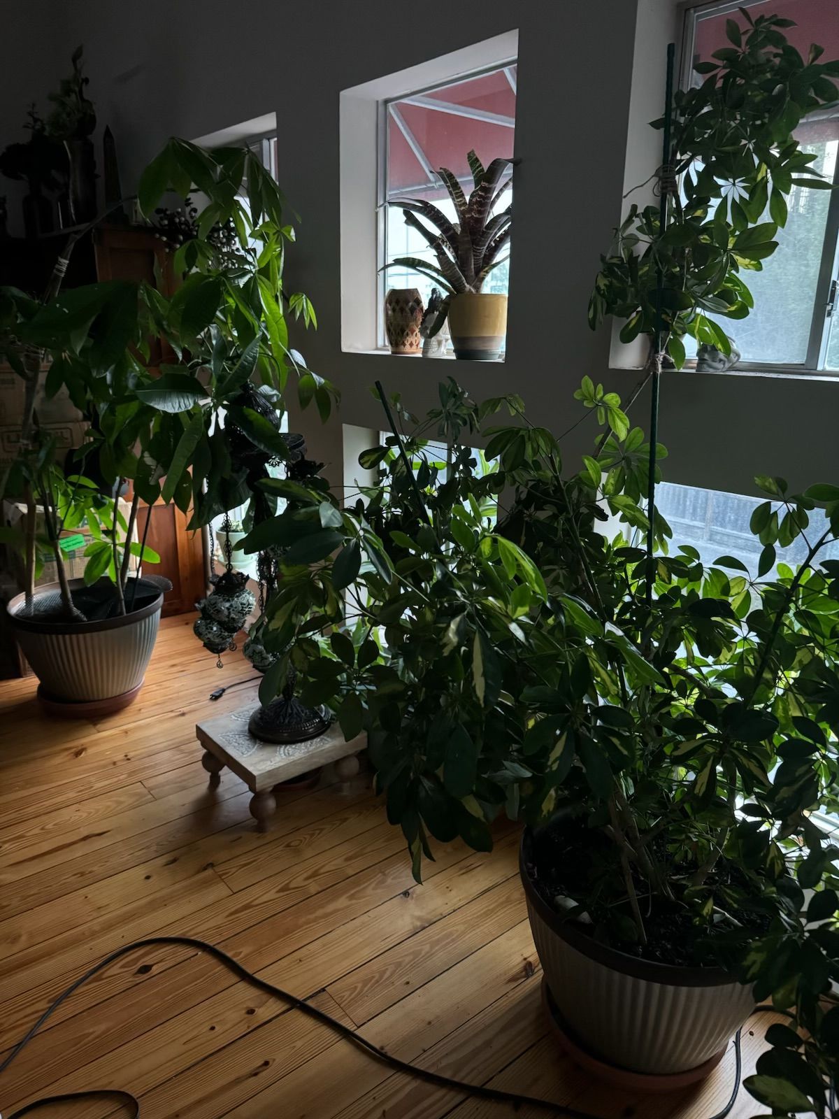 Indoor space with large potted plants near a window. Sunlight streams through. Wooden floor.