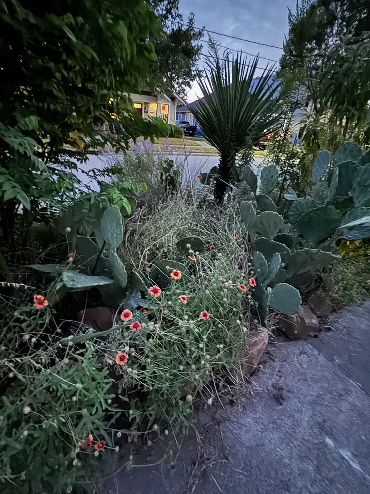 Cactus and flowering plants in a front yard garden, with a house in the background at dusk.