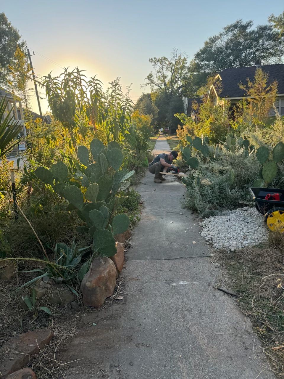 Person working on a walkway surrounded by lush plants, possibly a garden, with bright sunlight.