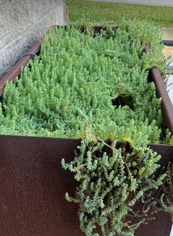 Planter box overflowing with dense, light green sedum plants; rusty metal container.